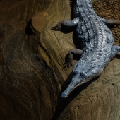 Hunter Johnson – “Croc” – http://www.hunterjohnson.us/