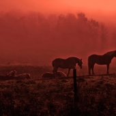 Ivan Koota – “In the Field at Dawn” – brooklyn@brooklynplaces.com