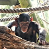 Ellen Rubinstein – “Lost in Thought” – https://www.facebook.com/EllenRubinsteinNaturePhotography