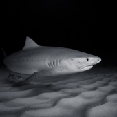 Richard Condlyffe - "Tiger Ripples” – https://www.richardcondlyffe.com/