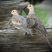 Elizabeth Kayl – “Dove Family” – http://www.intrinsicphotography.pb.studio/
