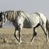 Alexa Nielsen – “Peace in the Desert-Untitled #2” – https://www.alexanielsenphotography.com/