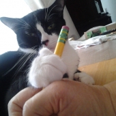 Judy Milsaps – “Helper” – judith5886@gmail.com