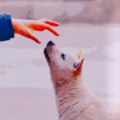 Junfei Wang – “We love Dogs” – junfei030801_wang@outlook.com