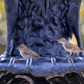 Tommy J. Crane – “Pomegranate Court” – tjcrane@valdosta.edu