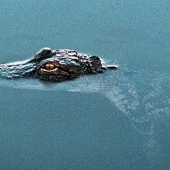Mark Kevin Thomas – “Little Gator” – http://www.markkevinthomas.com/