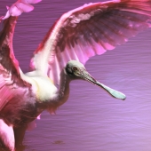 Carmen Traub – “Fierce & Pretty in Pink Spoonbill” – https://endangeredspecies2050.com/