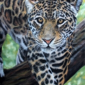 Hon. Mention – Sophie Parkhill - "The Jaguar” – www.spwildlifeart.com