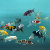 Hon. Mention - Elizabeth Rickert – “Aquarium” – www.elizabethrickert.com