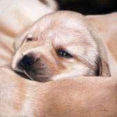 Hon. Mention - Isla Ferrer – “Dozing Puppies” – www.islaferrer.com