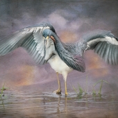 10th Place – Claudia Daniels - "Morning Dance” – www.claudiadanielsphotography.com