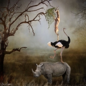 1st Place – Bernice Fargus – “Co-operation” – bernicefargus@gmail.com