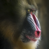 4th Place – Shawna Hinkel – “The Mad Drag Queen” – www.wanderlustfineartistry.com