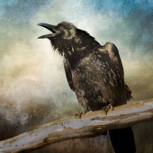 5th Place – Nicole Wilde - "Raven Call” – www.photomagicalart.com