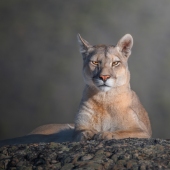 7th Place – Marcello Galleano - "Perfect Portrait” – sunfest@virgilio.it