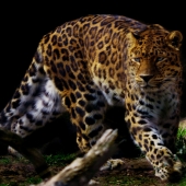 Hon. Mention - Holly Robbins - "On the Prowl” – ufoundholly@gmail.com