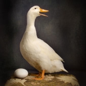 Hon. Mention – Kimberly Case - "Proud Papa” – www.studio-3p.com