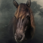 Hon. Mention - Silvija Treice - "Wild Horse” – silviat@latnet.lv