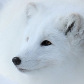 Hon. Mention - Kathy Brady – “Powder Puff” – www.wolfeyesphotography.com