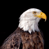 Hon. Mention - John H Diephouse – “Eagle Eye” – jdiephouse@gmail.com