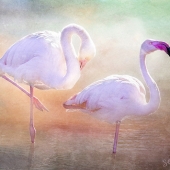 Hon. Mention - Sheri Emerson – “Duet” – www.sheriemerson.com