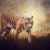 Nicole Wilde - "The Look” – http://www.photomagicalart.com/