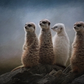 Kim Ricci - "A Meerkat Moment” – kimricci5@gmail.com