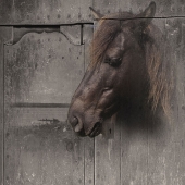 Silvija Treice - "A Horse Memories” – silviat@latnet.lv