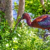 Sandy Friedkin - "Glossy Ibis's Technicolor Dream Coat” – https://sandyfriedkin.smugmug.com/browse