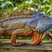 Sandy Friedkin - ""Iguana" a Blast from the Past” – https://sandyfriedkin.smugmug.com/browse