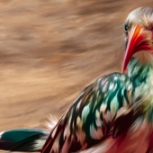 Ilona Abou-Zolof – “African Hornbill” – http://www.zolof.net/