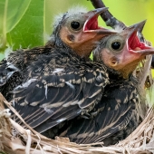 Phoenix SpiritDiva  – “Red-winged Black Bird Chicks” – http://www.photographsbyphoenix.com/