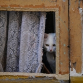 Hunter Johnson – “Lace Kitten” – http://www.hunterjohnson.us/