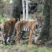 Kathy Brady – “Malayan Tiger Cubs” – http://www.wolfeyesphotography.com/