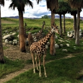 Garret Demarest – “Backup Singers” – http://www.innervigorations.com/