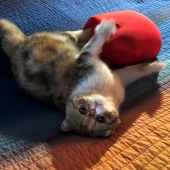 Garret Demarest – “Toying with My Heart” – http://www.innervigorations.com/