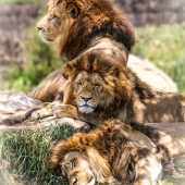 Helen Akerstrom – “Three Kings” – https://www.facebook.com/helen.akerstrom/