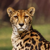 Helen Akerstrom – “Kyan Intense” – https://www.facebook.com/helen.akerstrom/