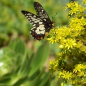 Sue Smith – “Breakfast for Tiffany” – https://assp.suesmithphotography.com.au/