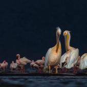 Bernice Fargus – “Pelicans and Flamingos” – bernicefargus@gmail.com