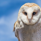 Gary Roland Hook – “Widget” – http://garyrhook.com/