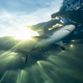 Richard Condlyffe - "Shark Sunburst” – https://www.richardcondlyffe.com/