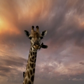 Christina Brunton – “Friends” – https://artistsdownunder.com.au/artists-1/christina-brunton/