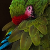 Shawna Hinkel – “Bashful” – http://www.wanderlustfineartistry.com/