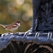 Tommy J. Crane – “Solo” – tjcrane@valdosta.edu