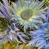 Cher Pruys - "Thistle Flowers” – http://www.artbycher.ca/