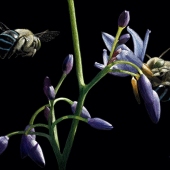 Linda Lunnon - "Earth's Keepers” – http://www.lindalunnon.com/