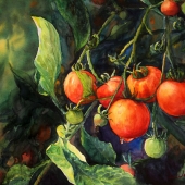 Rala - "Tomato” – 965906364@qq.com