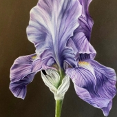 Adrien Little - "Purple Iris” – adrien.little@yahoo.com