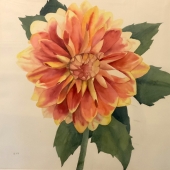 Ianthe Hudson - "Orange Dahlia” – Ianthehudson@gmail.com
